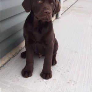 Meet your Posher, Trisha